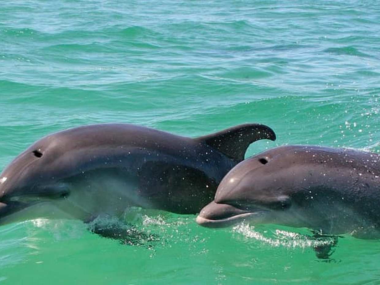 "Avistamiento de delfines en libertad en Portugal, Lisboa"