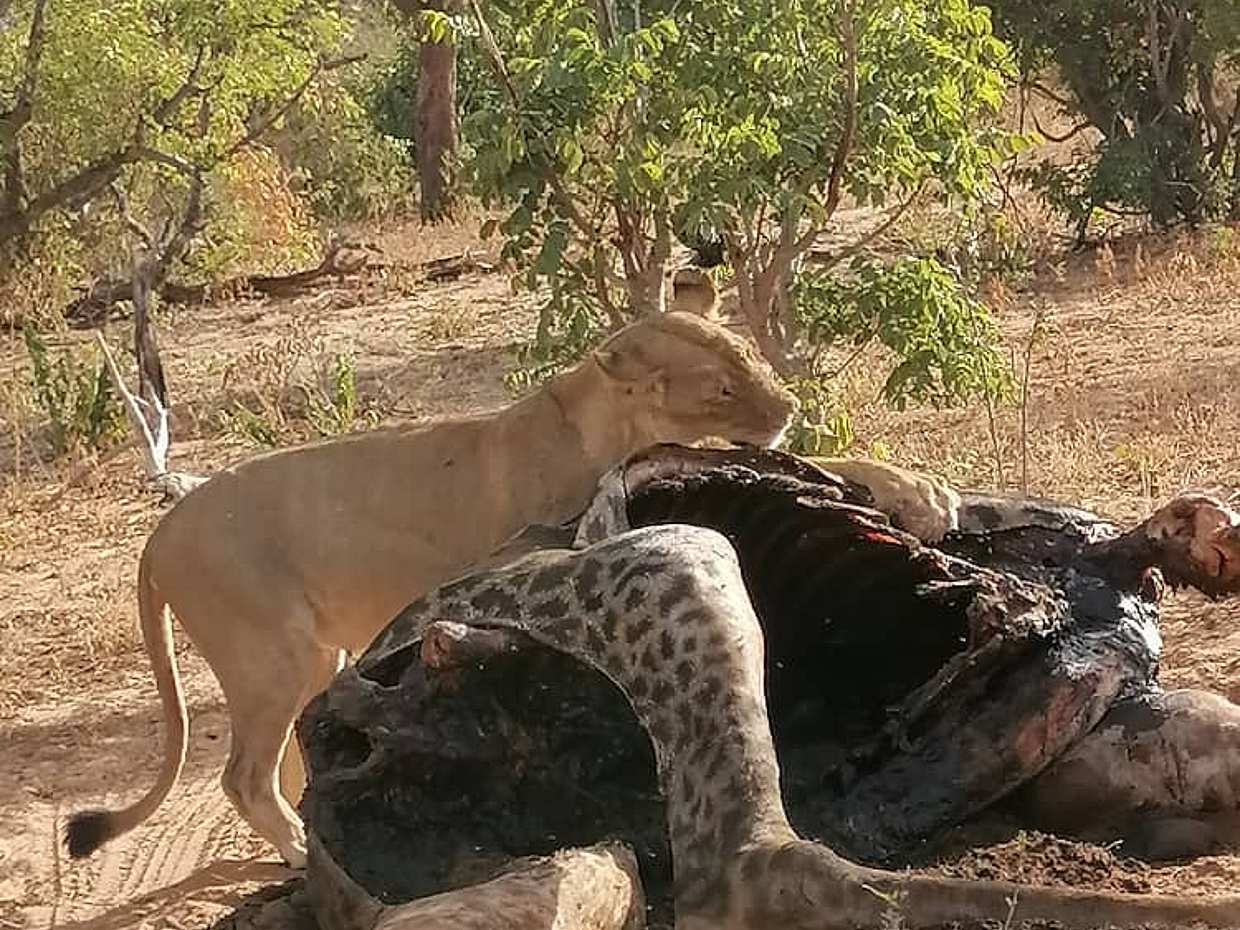 Chobe: Viagem de um dia na Zâmbia, Livingstone.
