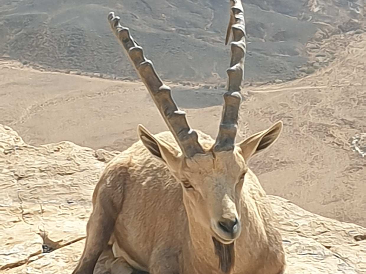 Excursión privada de un día a Masada y el Mar Muerto en Israel, Tel Aviv-Yafo.
, photo 4