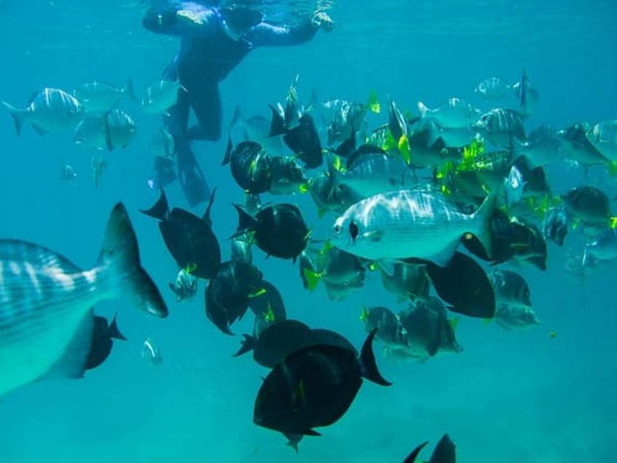 Los Cabos Snorkeling Tour to Chileno Bay and Santa Maria Cove, photo 5