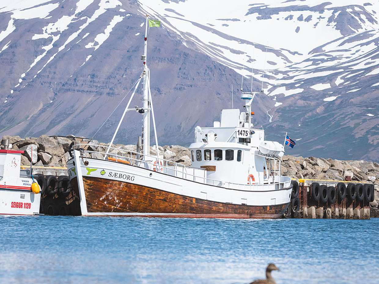 Walbeobachtung ab Árskógssandur – 30 Minuten von Akureyri in Island
, photo 2