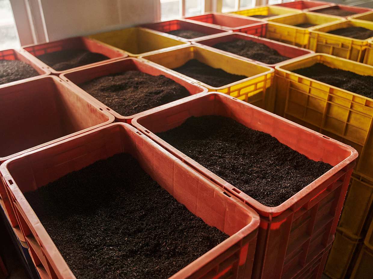 Tour the Amazing Natural Spices and Ceylon Tea Farm in Kandy, Sri Lanka, photo 3