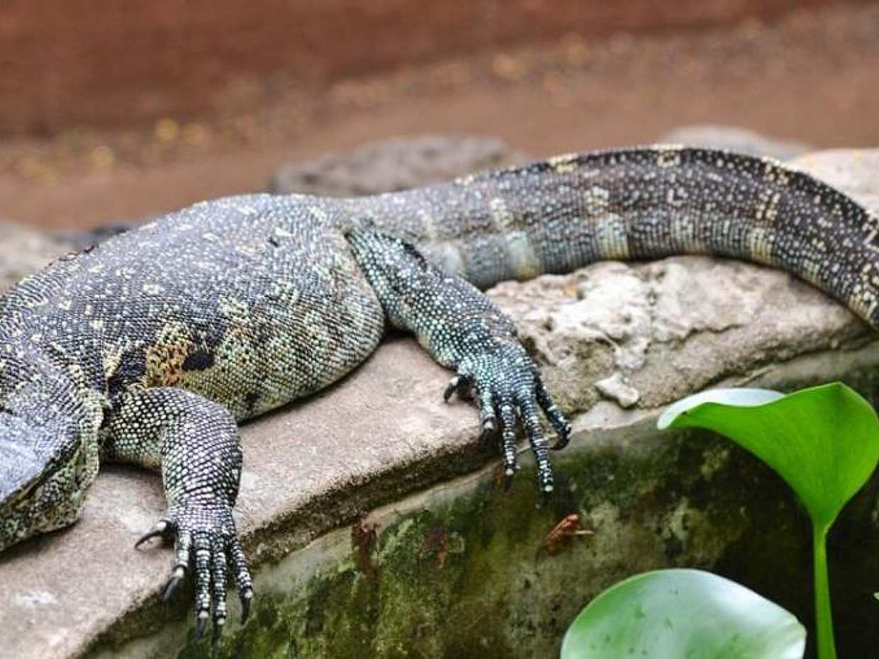 Meserani Snake Park Walking Tour from Arusha in Tanzania