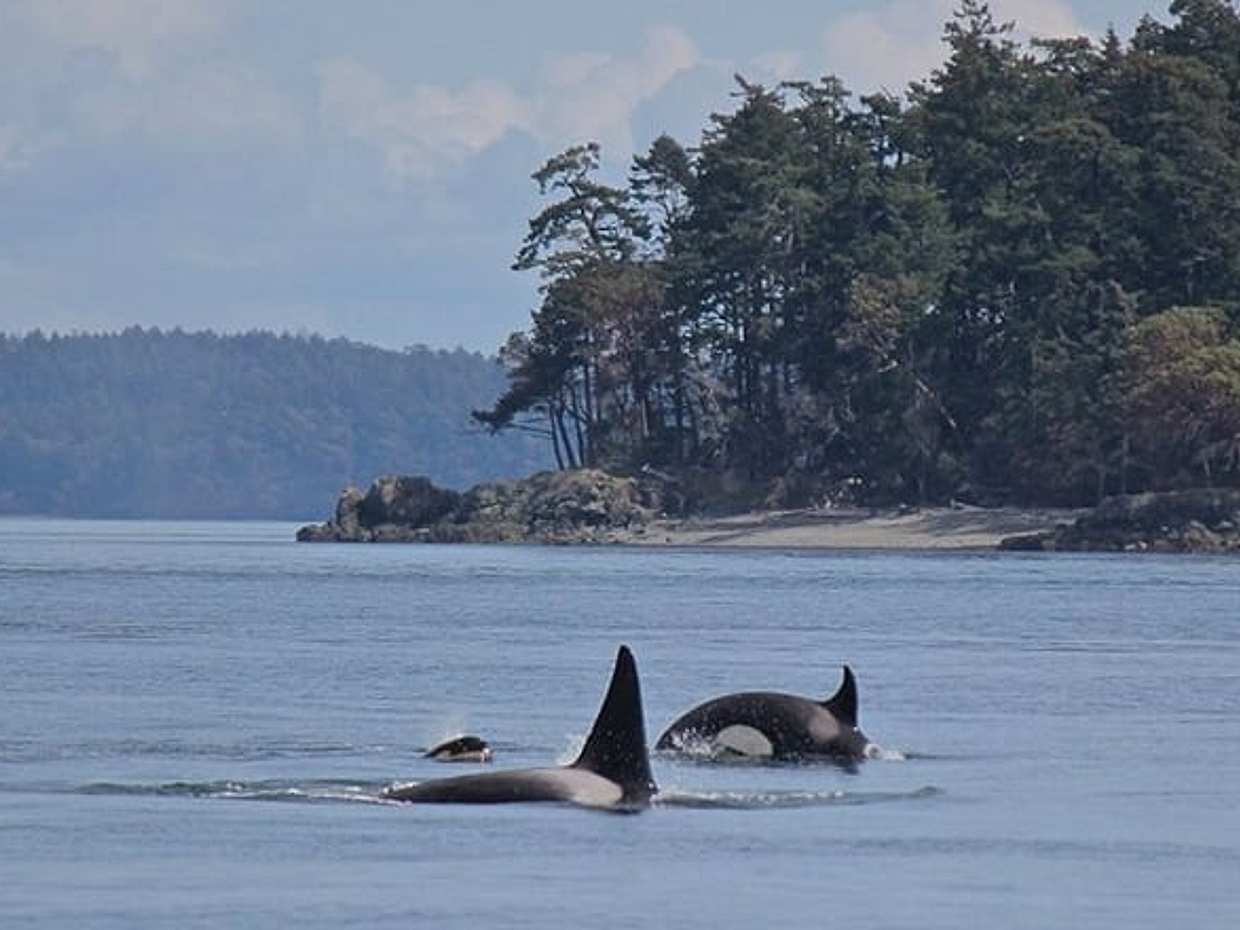 Vancouver Whale Watching Adventure with City tour, photo 4