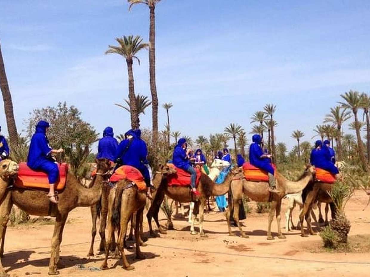 Majical Majorelle Garden and Camel Ride in Palmeraie of Marrakech, photo 3