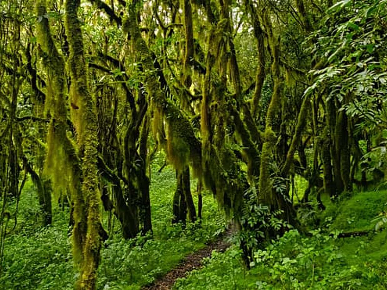 Monte Meru, 3 giorni, tour privato di lusso | Parco nazionale di Arusha, Tanzania, photo 3