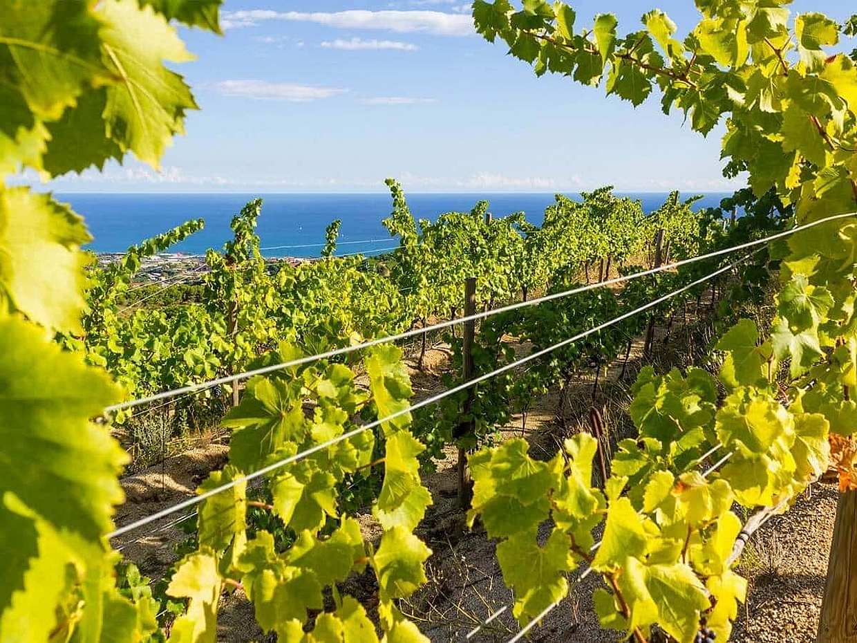 E-Bike from Barcelona to the Vineyards, Wine Tasting & Lunch, photo 5