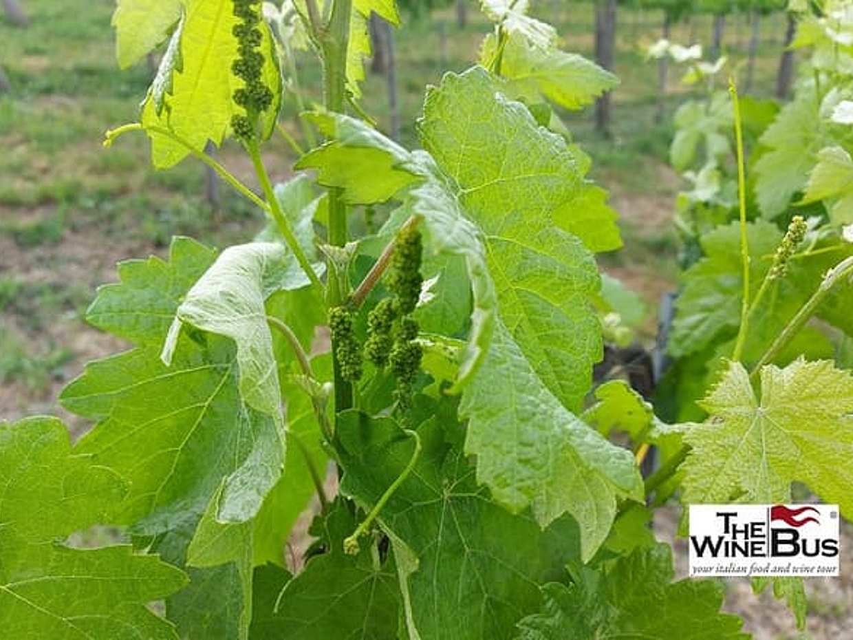 Private Irpinia Wine Tour from SORRENTO with sommelier
