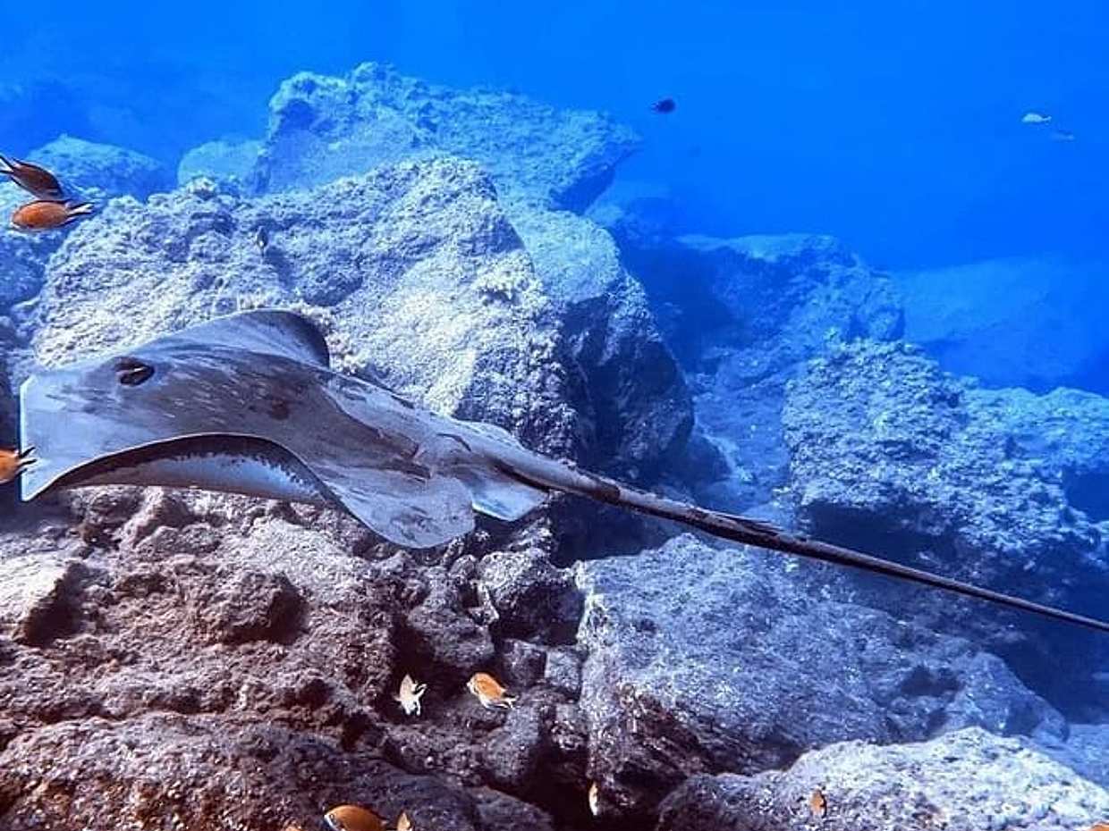 Garajau 海洋保护区葡萄牙丰沙尔单次潜水, photo 5