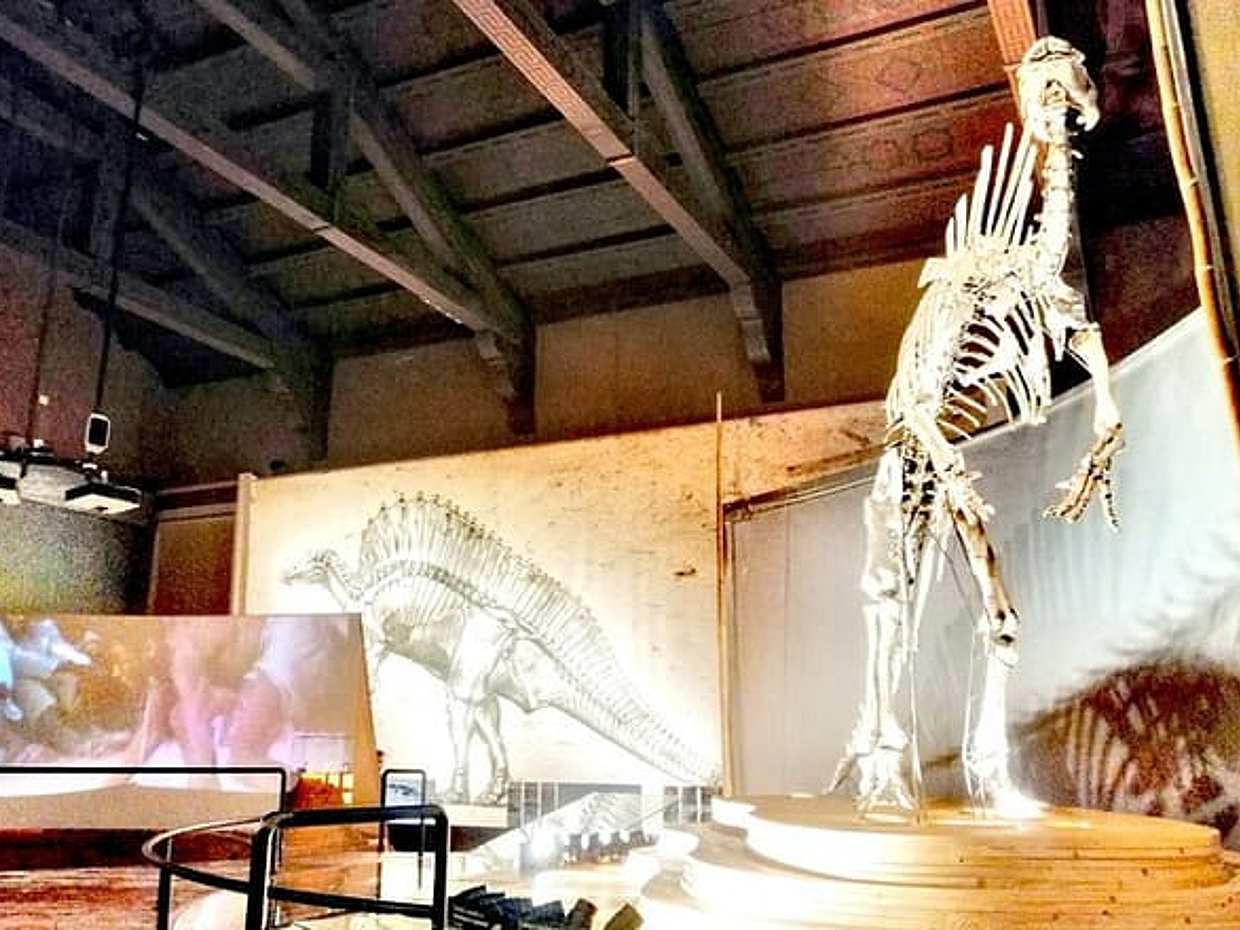 Venice Natural History Museum: Private Tour, photo 5