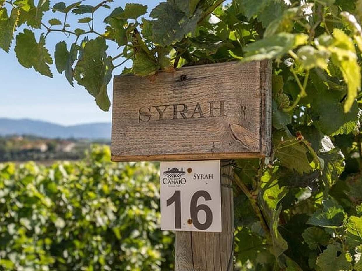 Exclusive Private Cortona Experience from Florence: Land of Tuscan Syrah., photo 2