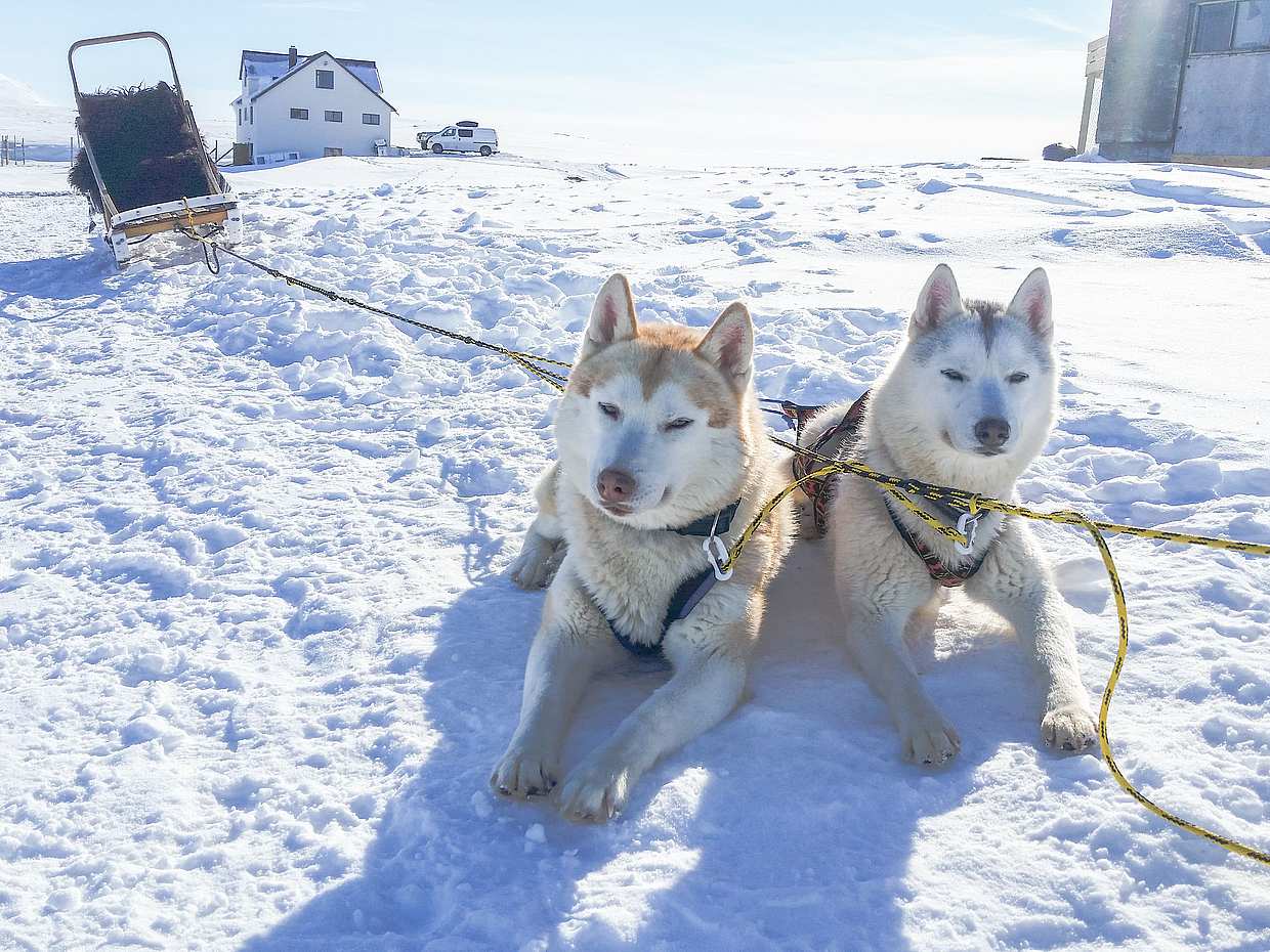 Siberian Husky Kennel Visit, Iceland