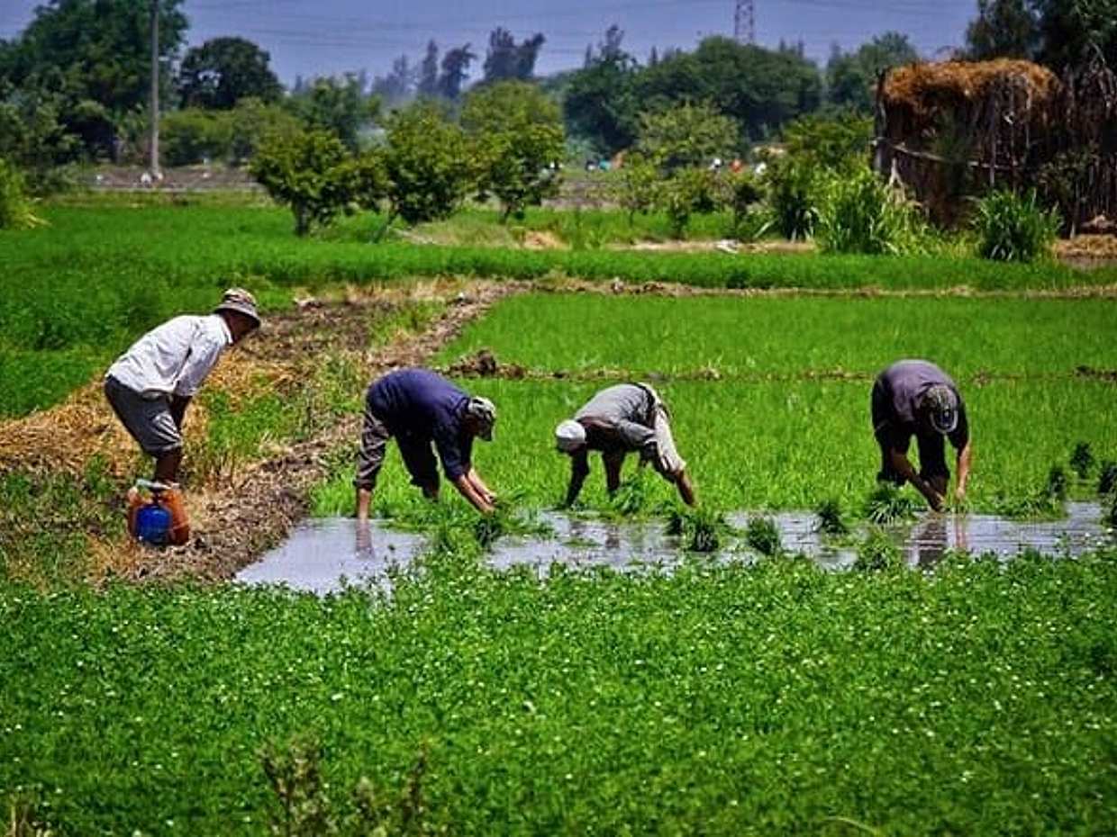 Half-Day Tour To The Egyptian Green Farm With Breakfast, photo 2