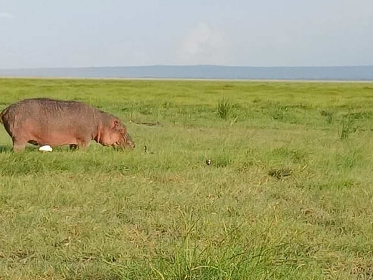 Private Nairobi Park & Sheldrick or Giraffe-Half Day Tour in Kenya, photo 3