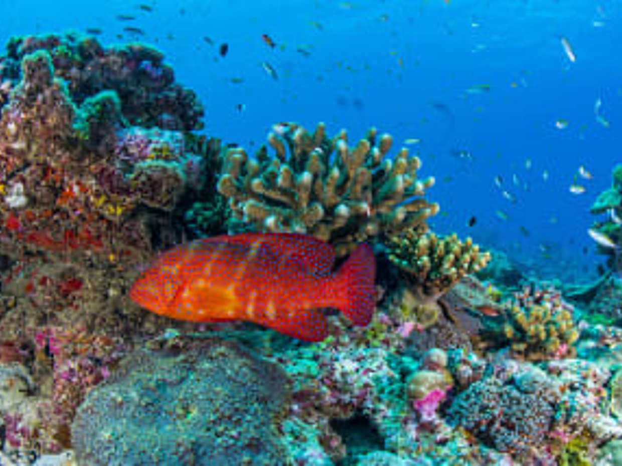 Schnorcheln im St. Anne Marine Nationalpark in Seychellen, Victoria.