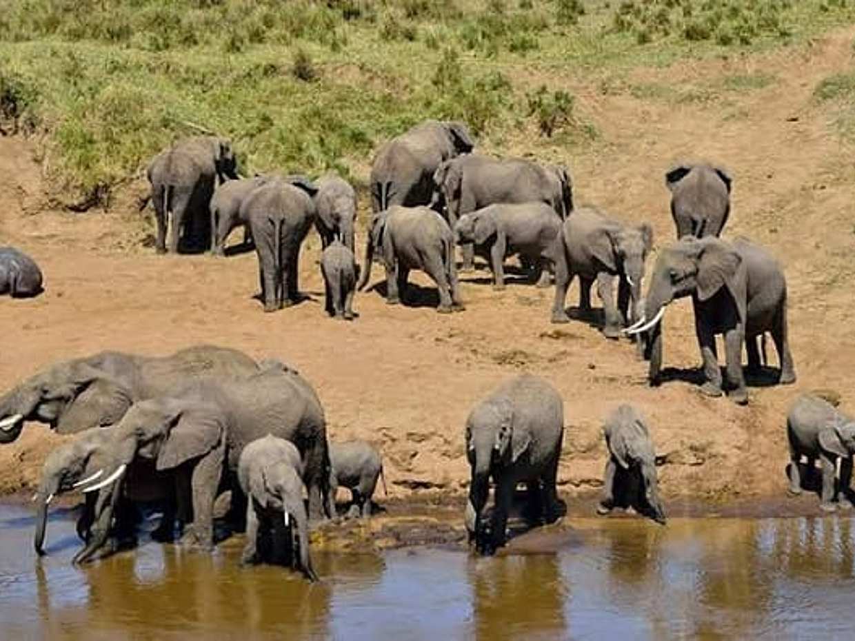 7-Day Kilimanjaro Marangu Trek & Wildlife Safari in Tanzania, Kilimanjaro Region, photo 3