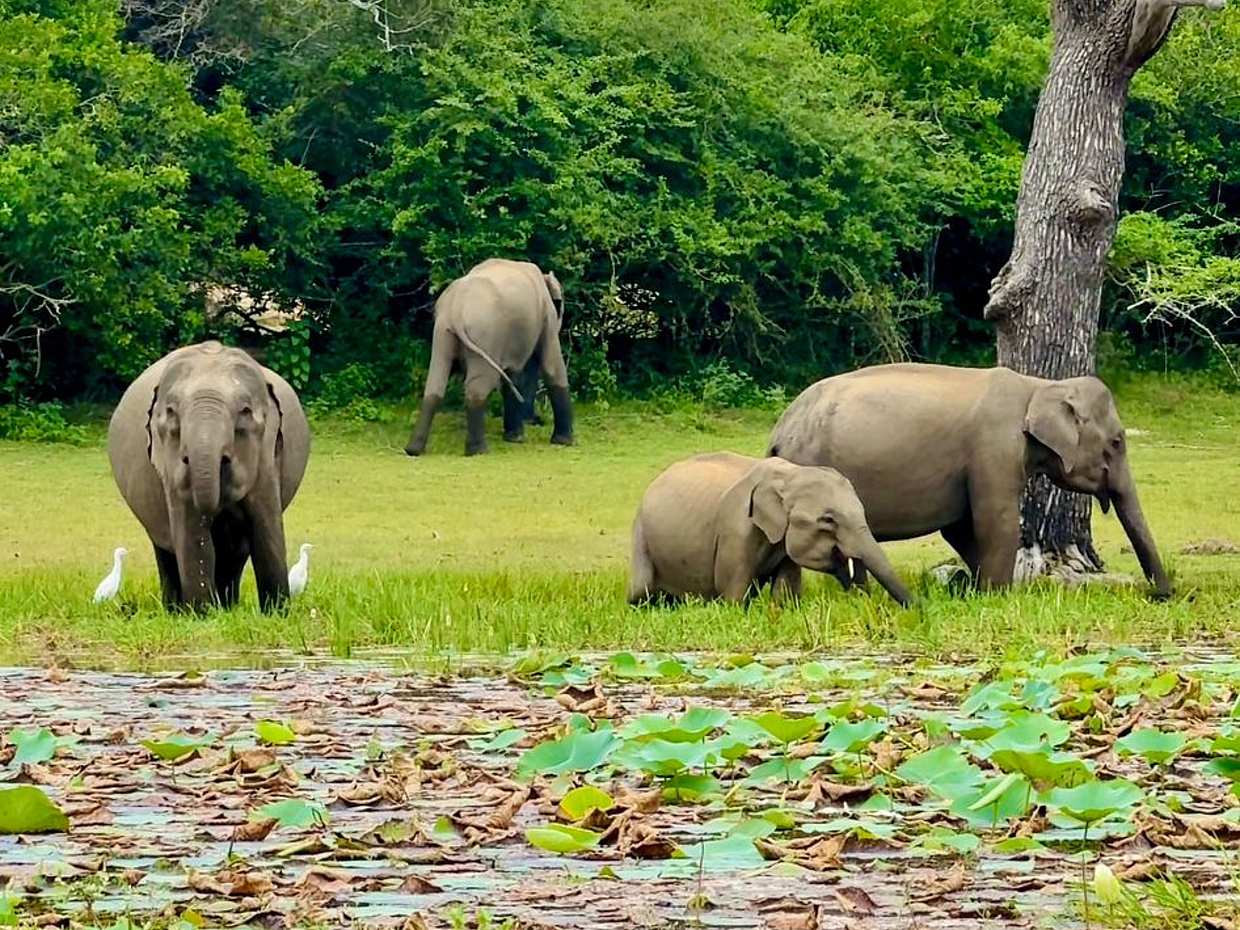 Sri Lanka Yala Wildlife Safari Tour Packages, photo 2