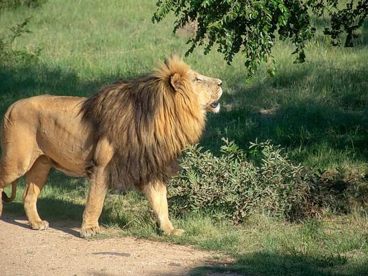Lion Safari Park Johannesburg Tour, South Africa, photo 5