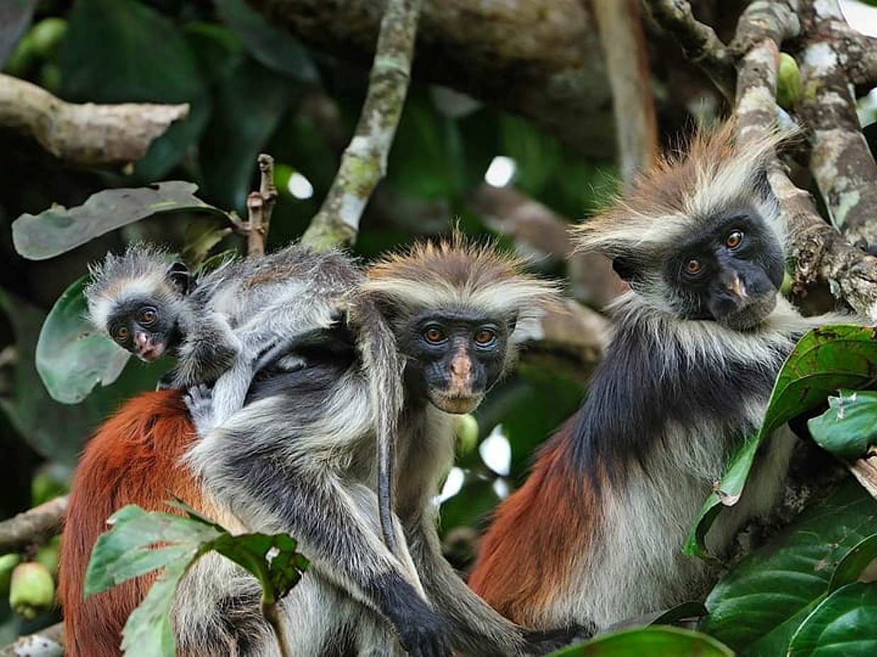 Zanzíbar: Laguna Azul, The Rock, Playa Paje y Tour a Jozani en Tanzania
, photo 4