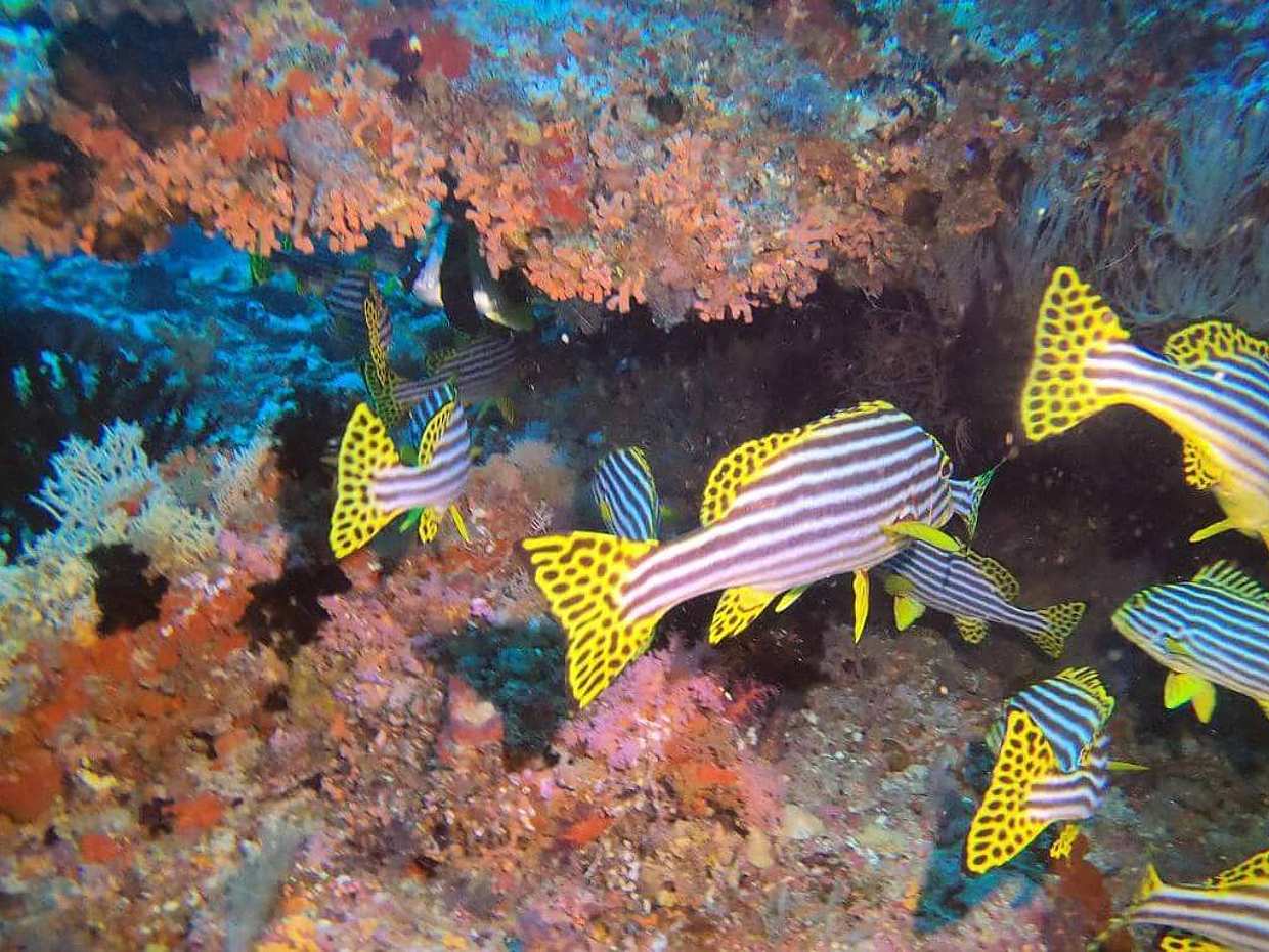3 Point Snorkeling Tour in Maldives, Malé, photo 2