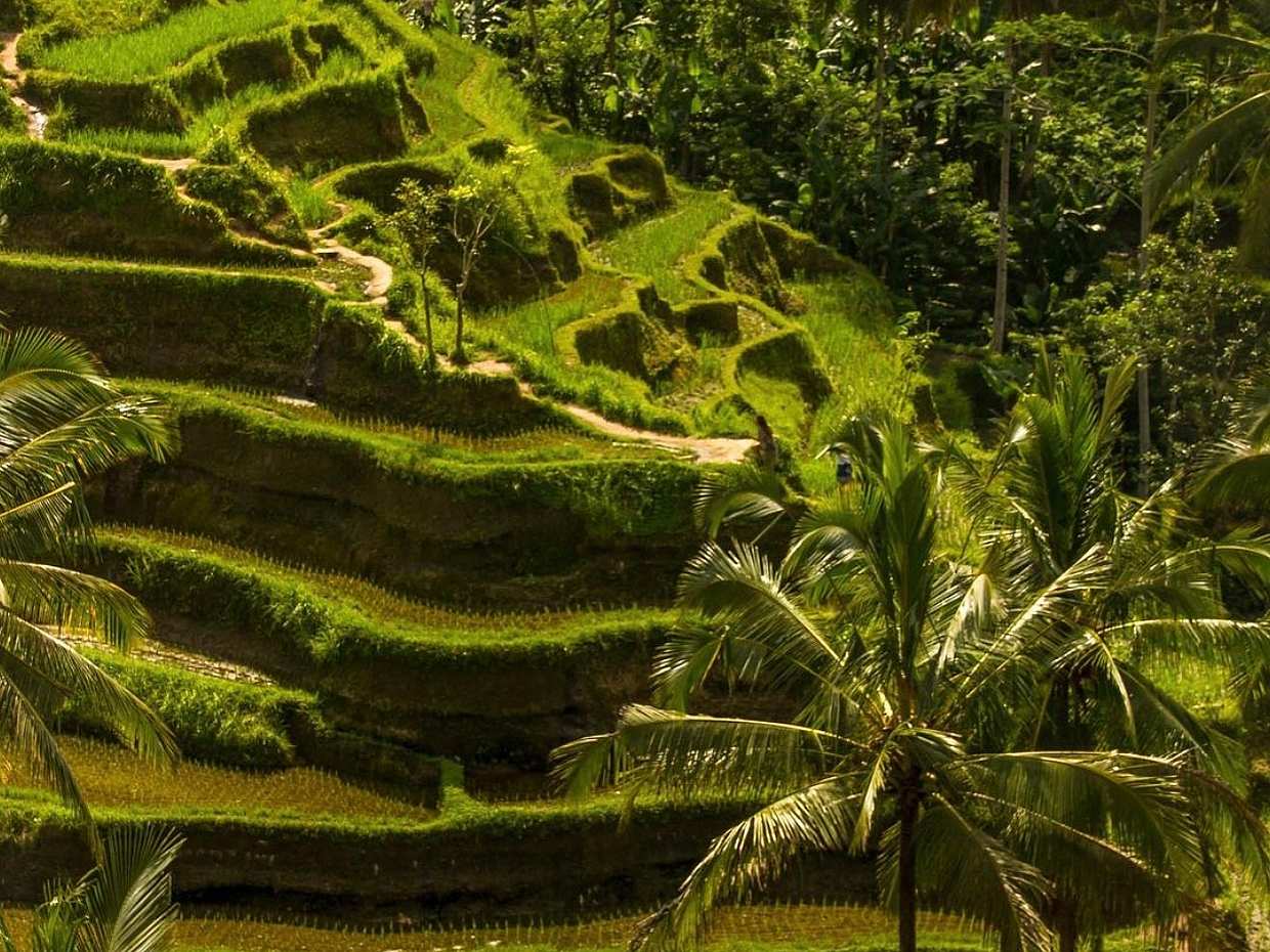 Best of Ubud: Nature, Temple, Waterfall and Rice Terrace in Bali, Indonesia, photo 2