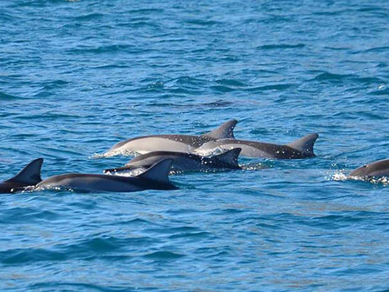 Full Day Catamaran Trip: Dolphin Encounter in the South West + Visit Benitiers Island, Mauritius, photo 2