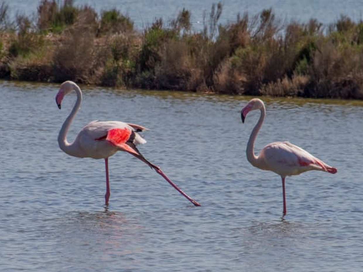 Po Delta Park: guided excursion into protected nature