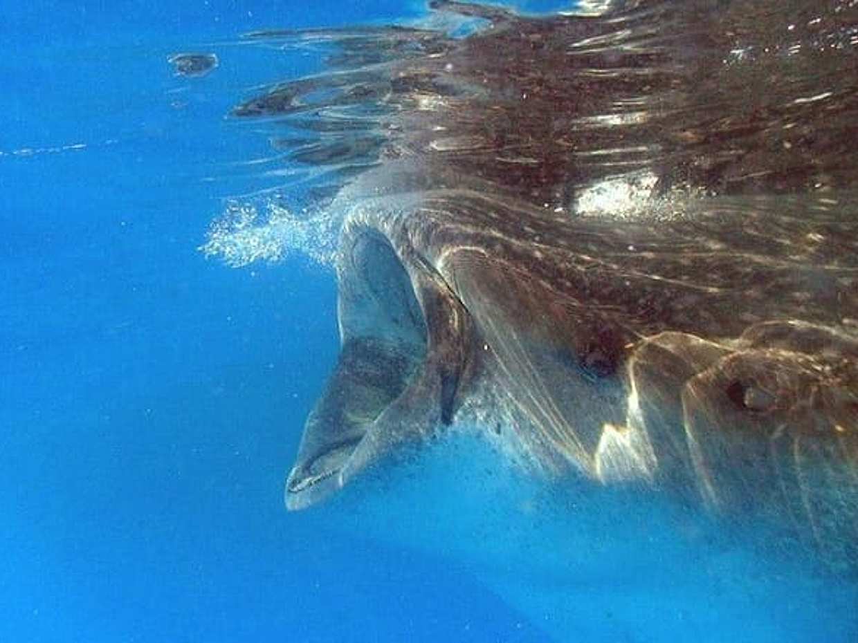 Adventure and Snorkel with the Whale Shark departing from Cancun, photo 2