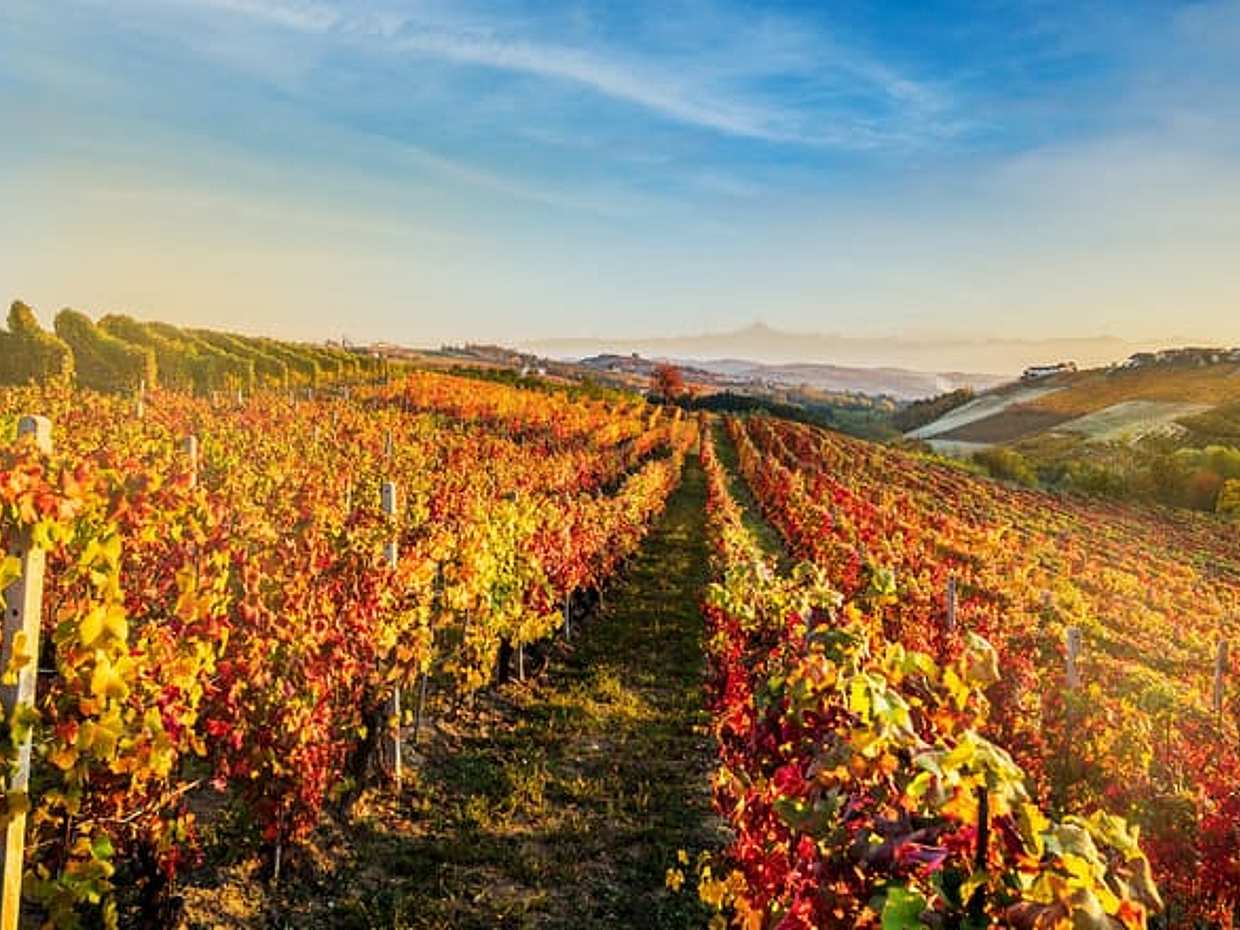 Il Blagueur: A Journey through Barolo's Finest Vintages, photo 2