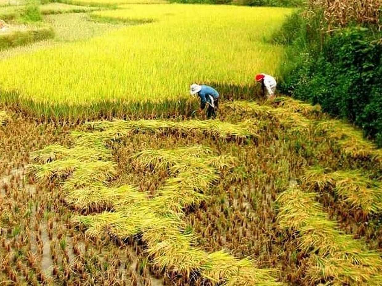 2-Days Overnight Sapa Trekking Tour by Bus from Hanoi, photo 5