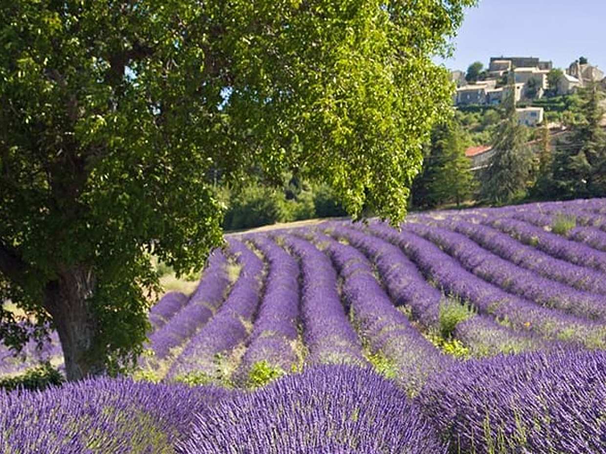 Discover Our Fields and Lake Full-Day Shared Tour from Nice, photo 4