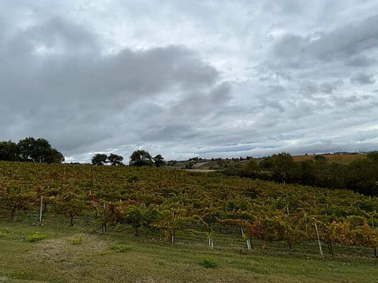 Exclusive Private Assisi & Sagrantino di Montefalco Wines from Florence, photo 5