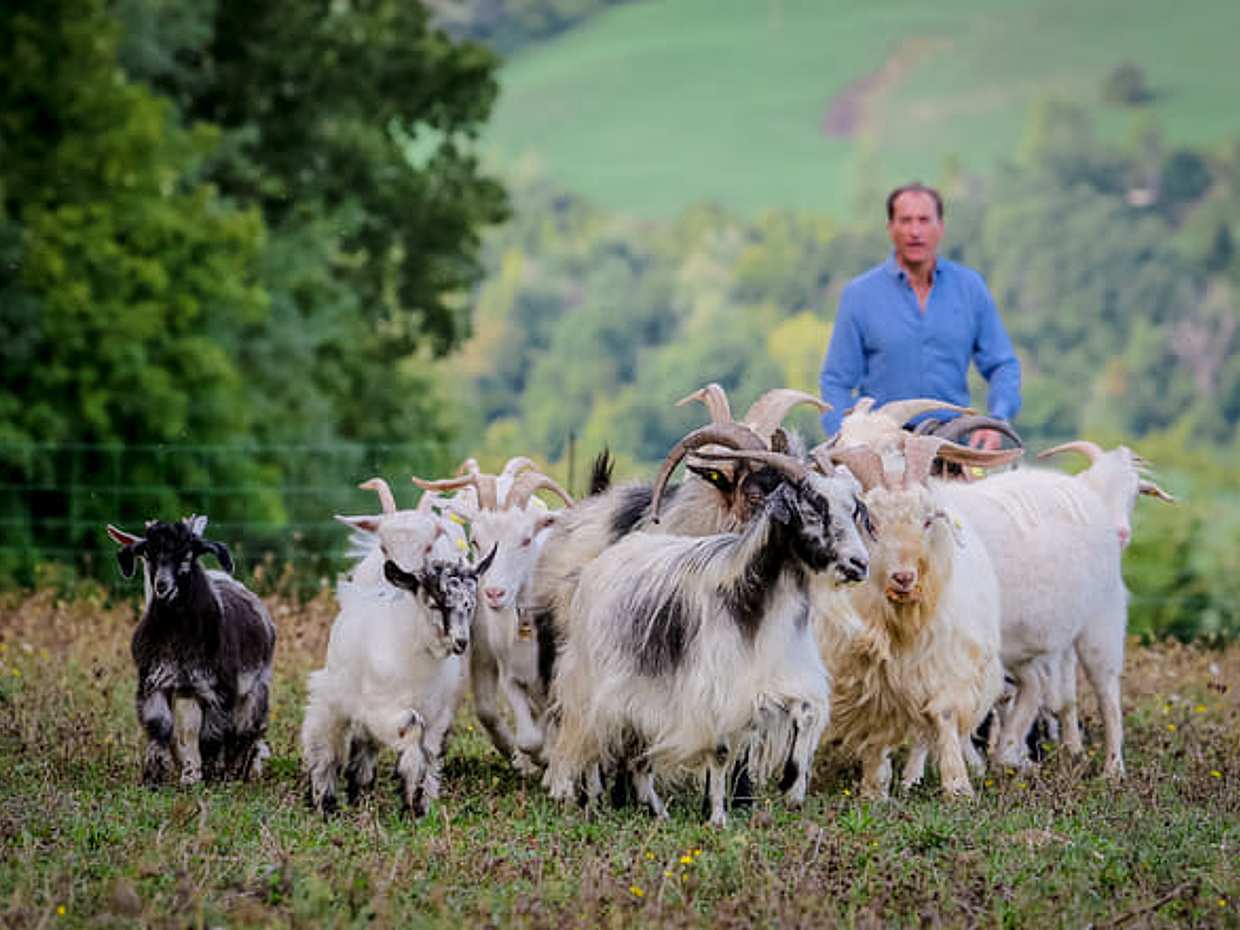 San Leo Cashmere: Grazing with the Shepherd
