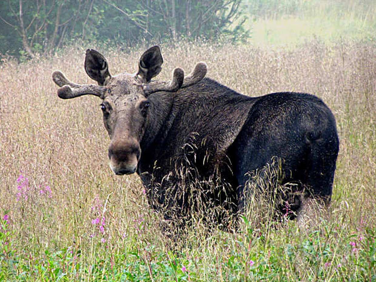 Moose Safari, photo 2