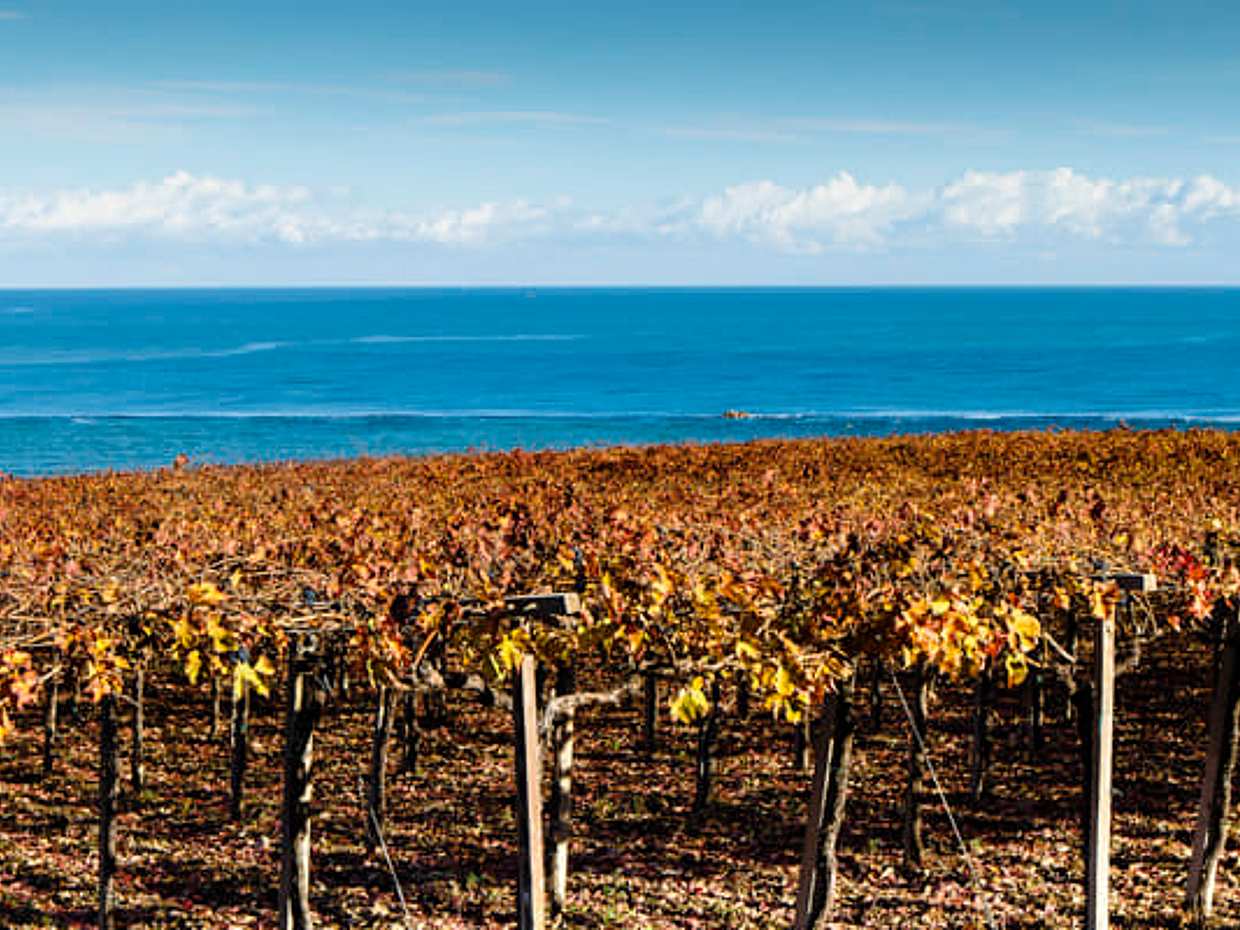 Visit the winery, stroll through the vineyards, taste the Cantine Mucci Wine, photo 3