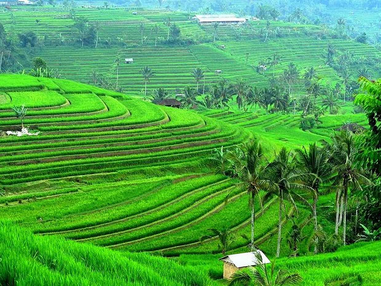 Bali Ancient Temples and Jatiluwih Rice Terrace Private Tour
