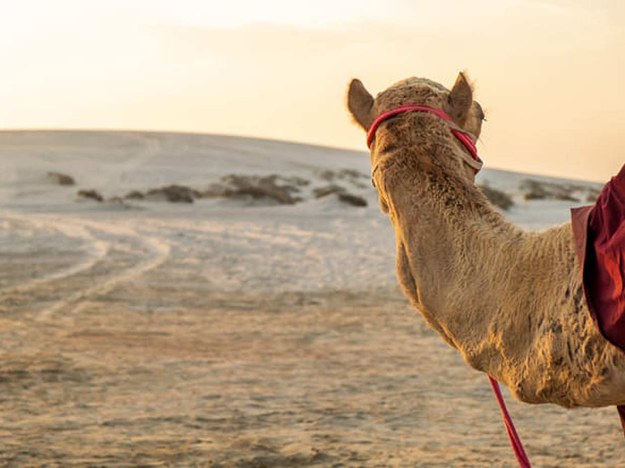 8 Ore | Tour Privato | Combo: Tour della città di mezza giornata + Safari nel deserto in Qatar, Doha, photo 3