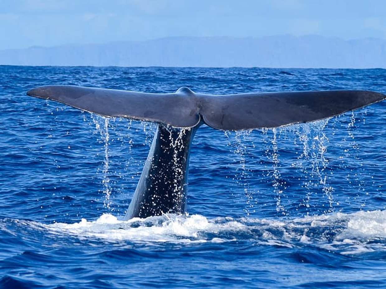 "Excursión Responsable de Avistamiento de Ballenas y Delfines - Funchal en Portugal"