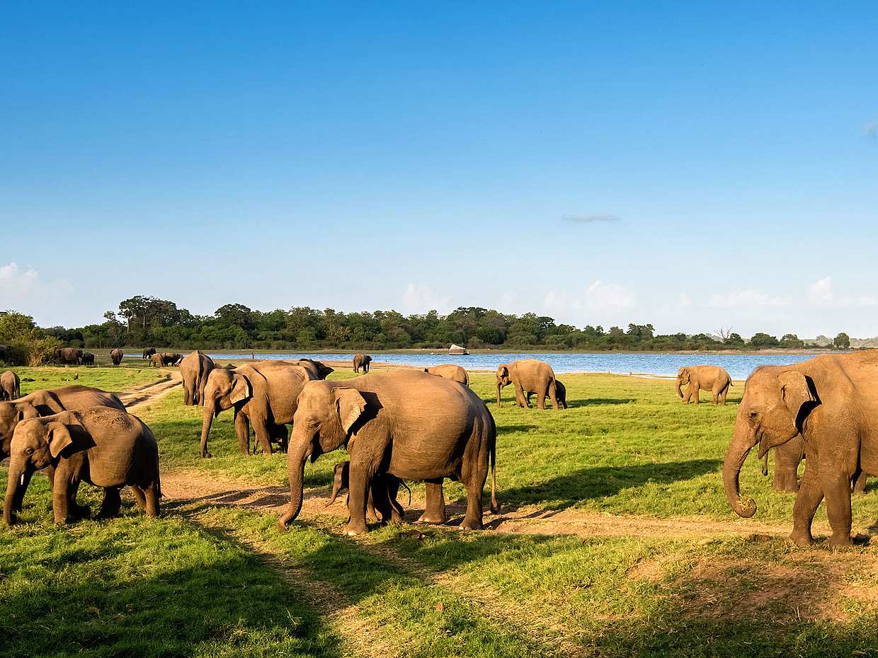 Romantic Overnight Private Yala Safari with Luxury Tented Camping, Sri Lanka, photo 3