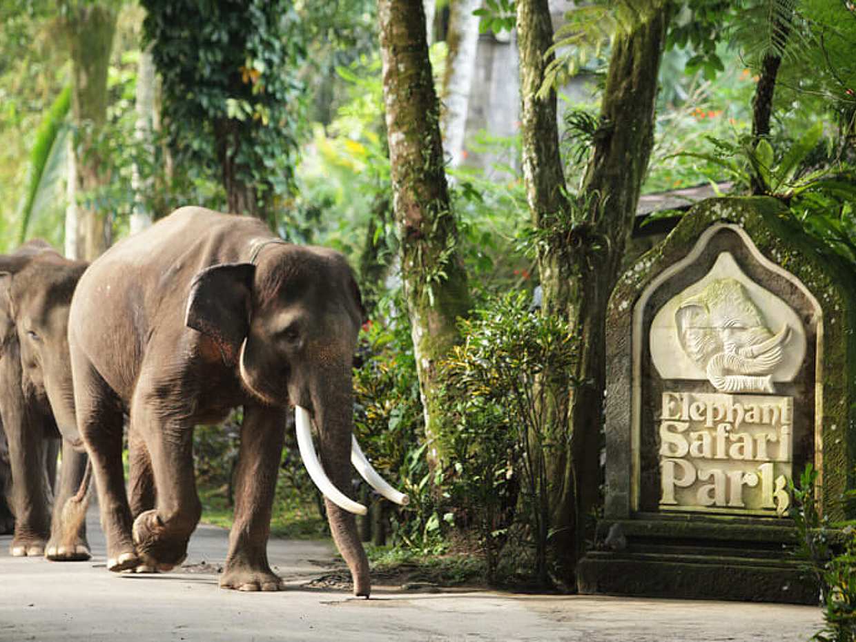 Bali Elephant Safari Park Tour Valentine's Day Tour, Indonesia