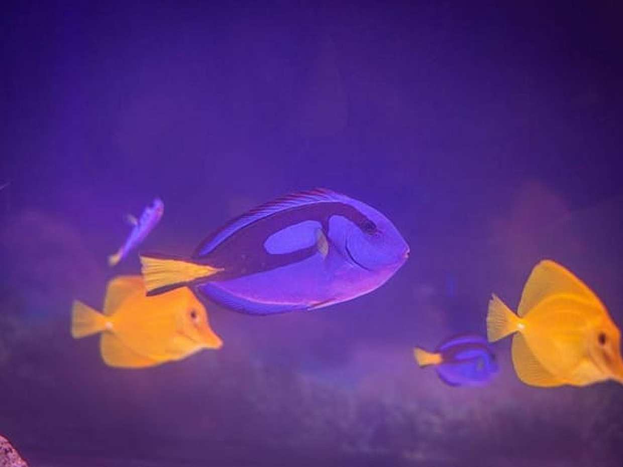 Grand Aquarium from Hurghada, photo 3
