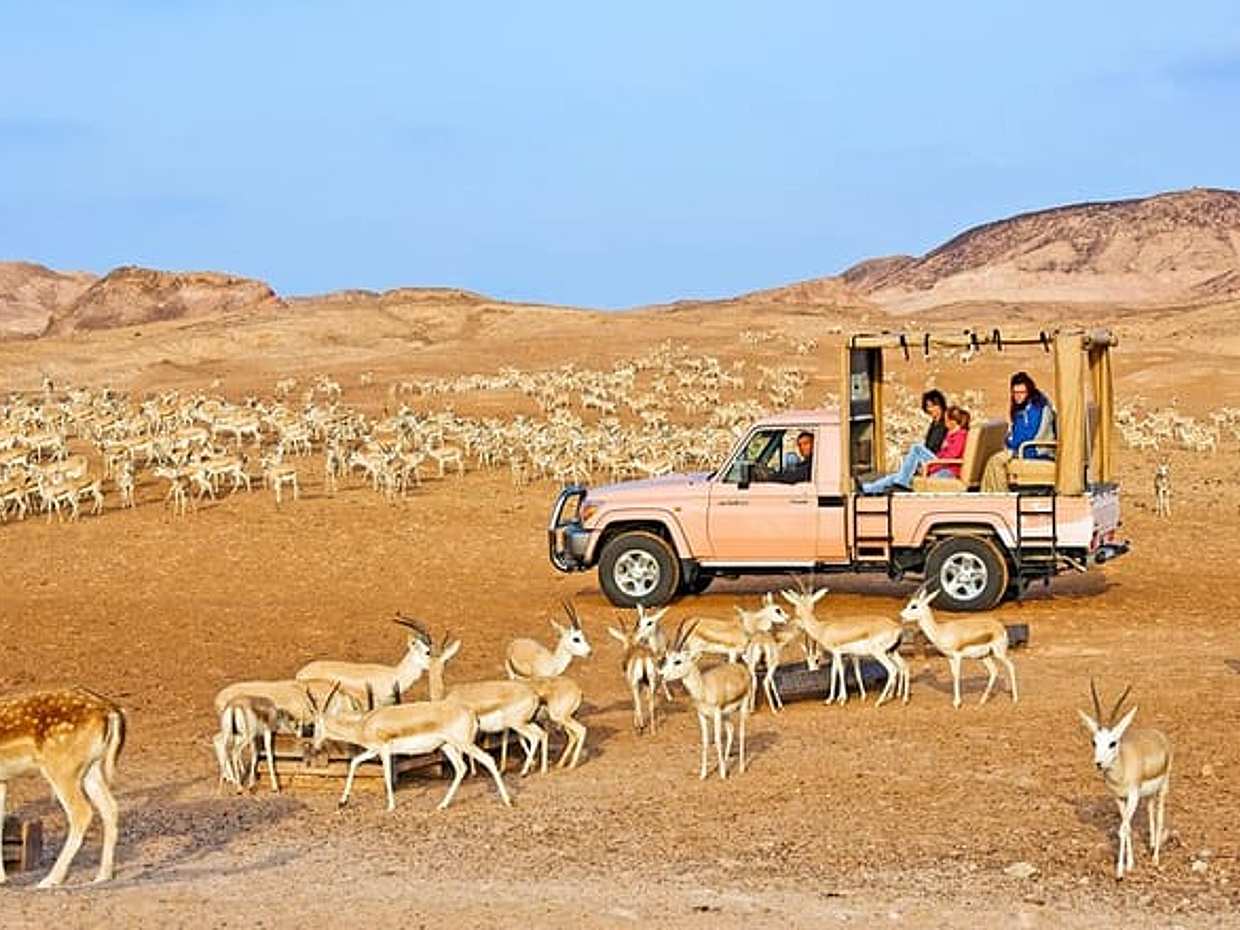 Nature and Wildlife Drive with Lunch- Must do Experience, United Arab Emirates, photo 2
