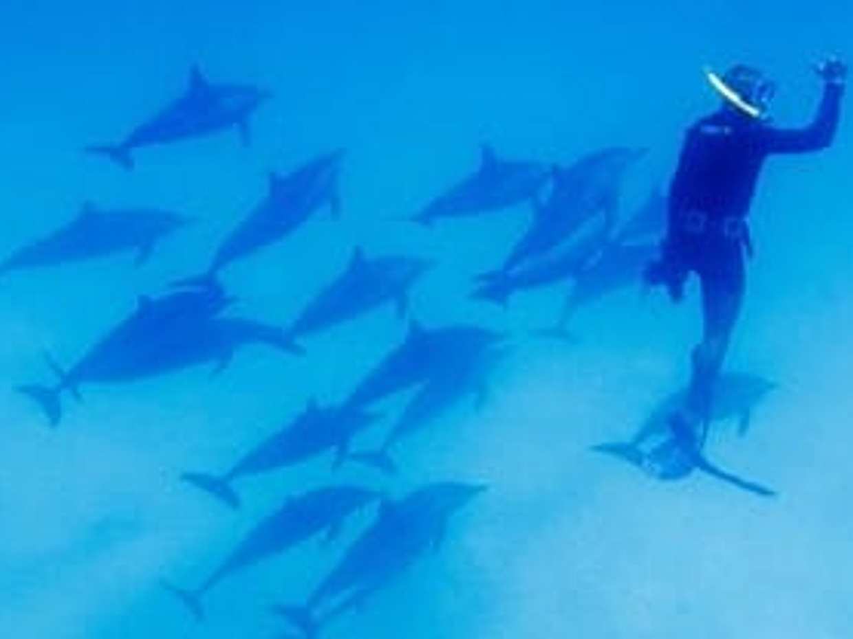 TH Special: Sataya Reef Gradens Snorkeling Day Trip, photo 5