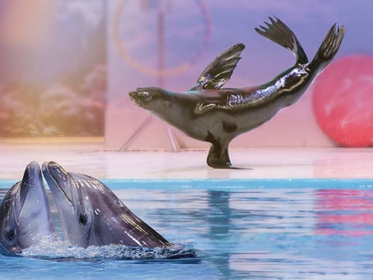 Dubajské delfinárium – vstupenky ve Spojených arabských emirátech, photo 2