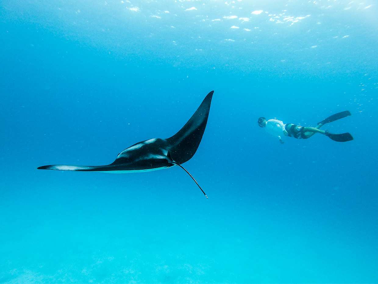 Swim with Manta Rays in Nusa Penida and Nusa Lembongan in Bali, Indonesia