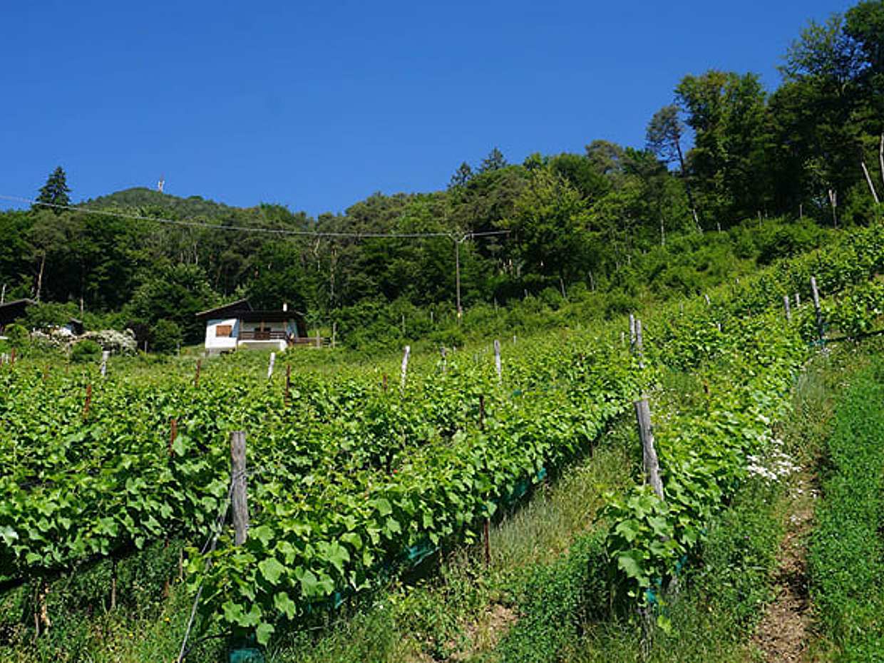 Guided Tour & Tasting Among the Vines of Lake Ledro, photo 5