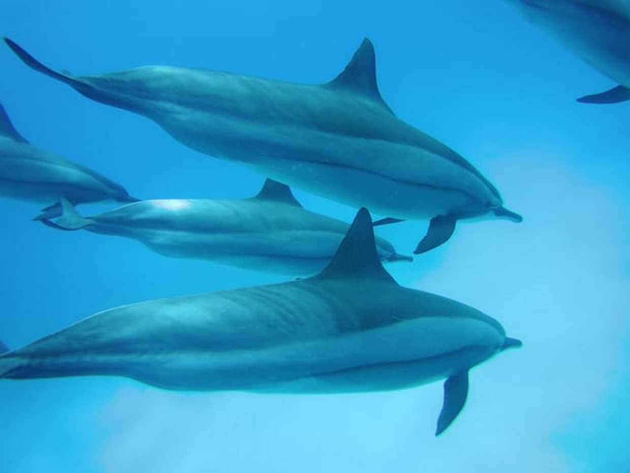 TH Special: Sataya Reef Gradens Snorkeling Day Trip, photo 3