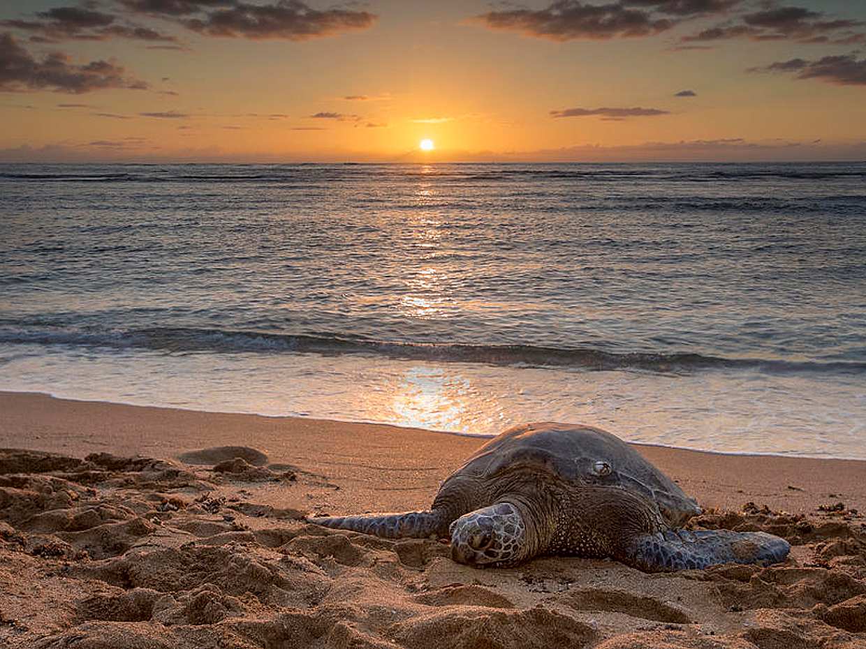 Turtles of the Sunset 2-day Private Tour in Muscat, Oman