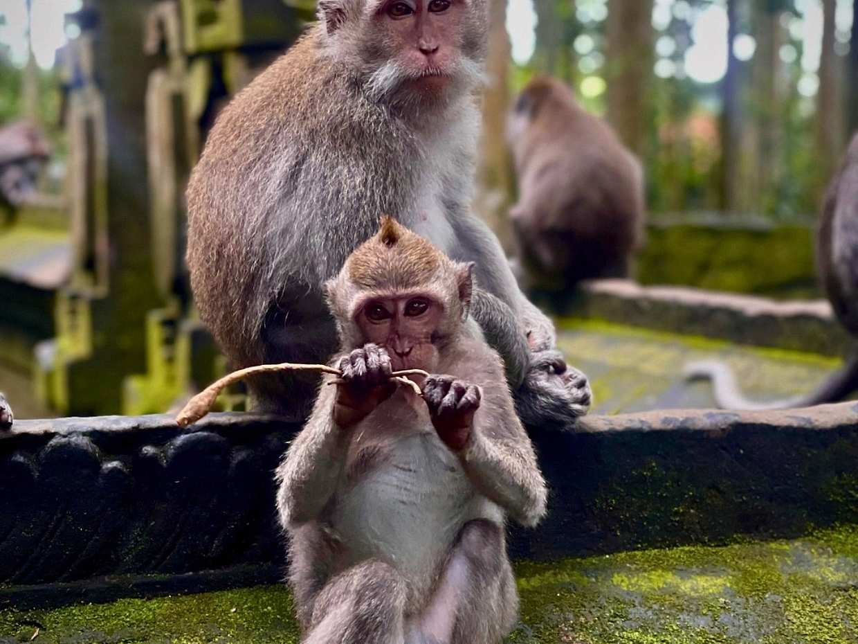 Ubud: Monkey Forest & Cretya Day Club in Indonesia, Bali
