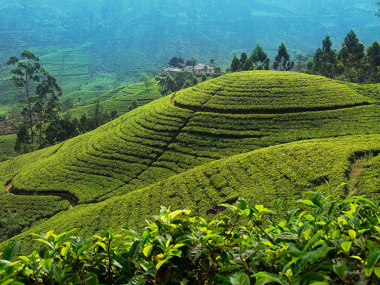 Sri Lanka, Kandy'de Tam Gün Nuwara Eliya Turu
